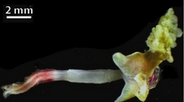 Bone-Eating Worms ate Marine Reptile Carcasses