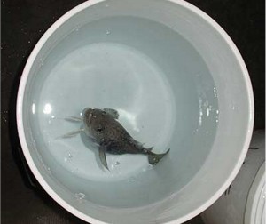 Egg-bearing Arctic cod in bucket. Scientists were able to extract eggs from mature fish and successfully rear them in a laboratory setting. This is a big deal because now scientists will be able to learn a lot more about Arctic cod spawning, which has been difficult to study, as much of this activity occurs during winter months under the Arctic ice. Photo credit: NOAA Fisheries.