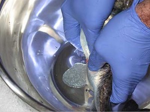 Scientists from Alaska Fisheries' Science Center extract an egg from an Arctic cod at laboratory in Newport, Oregon. Photo credit NOAA Fisheries