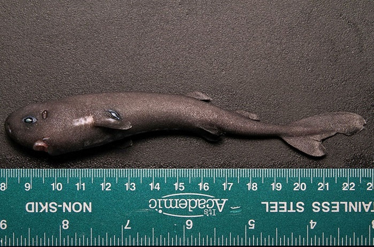Pocket Sharks are Among the World’s Rarest Finds