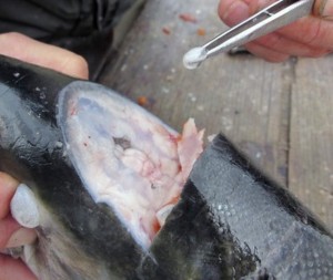 An otolith is pulled out from inside the brain cavity of a Chinook salmon.Britta Retzlaff Brennan