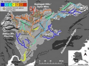 Map of the Nushagak River showing various strontium isotope groups. (Click on the photo to enlarge)Sean Brennan, UW