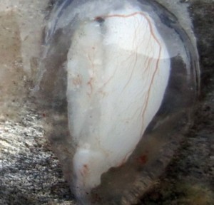 This otolith has been extracted from a fish. It is still within its fluid sac which is surrounded on the outside by blood vessels.Sean Brennan, UW
