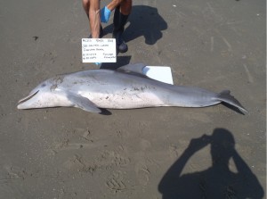 Researchers record data and photograph a dead dolphin that stranded along the Port Fourchon Louisiana coastline in July 2012 following the 2010 Deepwater Horizon oil spill. (Credit: Louisiana Department of Wildlife and Fisheries)