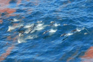 Dolphins are seen swimming through the oil spilling from the Deepwater Horizon oil well at the height of the spill in 2010. (Credit:NOAA)
