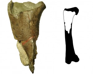 The first dinosaur fossil from Washington state (left) is a portion of a femur leg bone (full illustration right) from a theropod dinosaur.PLOS One, modified by Burke Museum