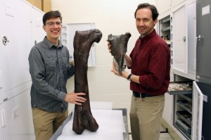Christian Sidor, right, and Brandon Peecook show the size and placement of the fossil fragment compared to the cast of a Daspletosaurus femur.Burke Museum
