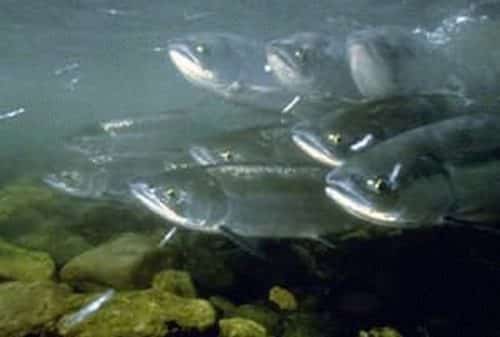 ‘Safety in numbers’ tactic keeps Pacific salmon safe from predators