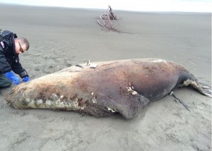 NOAA personnel examining the remains of a Stellar Sea Lion discovered 45 miles southeast of Cordova. Image-NOAA