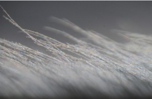 Close-up view of a flight feather of a Great Grey Owl. Credit: J. Jaworski. 