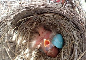 A robin chick in a nest near the Middle Fork of the Chandalar River. Image-Ned Rozell