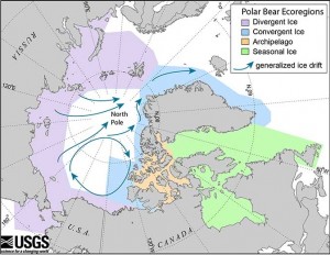 Polar Bear Ecoregions: In the Seasonal Ice Ecoregion (see map), sea ice melts completely in summer and all polar bears must be on land. In the Divergent Ice Ecoregion, sea ice pulls away from the coast in summer, and polar bears must be on land or move with the ice as it recedes north. In the Convergent Ice and Archipelago Ecoregions, sea ice is generally retained during the summer.