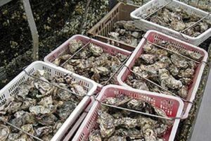 Harvested Oysters in baskets. Image-ADF&G