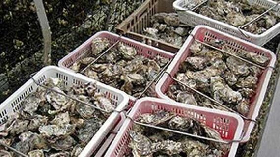 Apply today for new oyster hatchery training