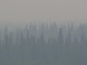 Burned Alaska forest might be the start of a different ecosystem. Photo by Ned Rozell.