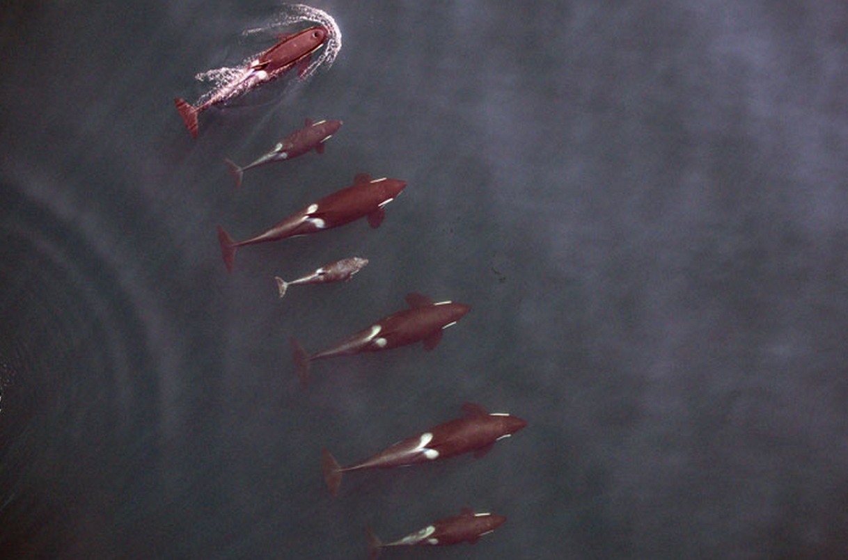 Studying Killer Whales with an Unmanned Aerial Vehicle