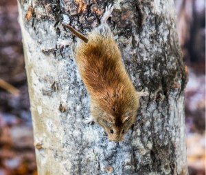 A northern red-backed vole climbing down a tree. UAF photo by Todd Paris.