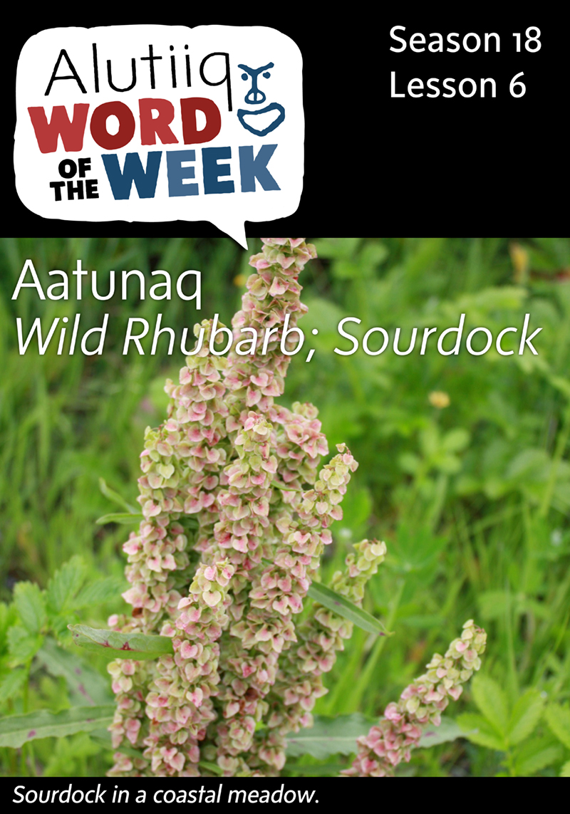Wild Rhubarb-Alutiiq Word of the Week-August 2