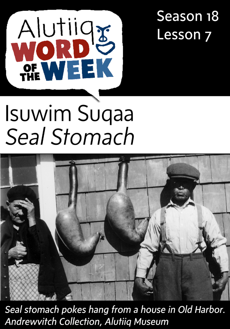 Seal Stomach-Alutiiq Word of the Week-August 9