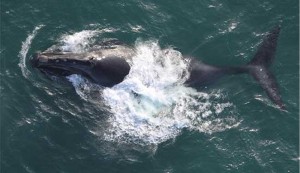 Aerial view of a North Pacific right whale observed in the Bering Sea. Photo NOAA Fisheries (August 2008).