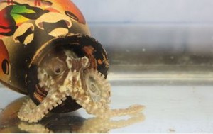 A young California two-spot octopus, Octopus bimaculoides, emerges from her den.  Credit: Caroline Albertin and Abigail Point