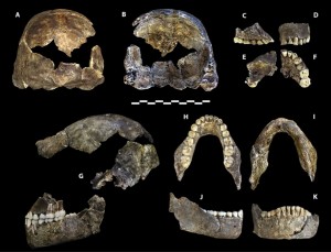 Holotype specimen of Homo Naledi. Image-By Berger et al. 2015 [CC BY 4.0 (https://creativecommons.org/licenses/by/4.0)], via Wikimedia Commons
