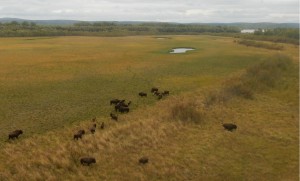 Wood bison near the Innoko River in western Alaska. Photo by Tom Seaton.