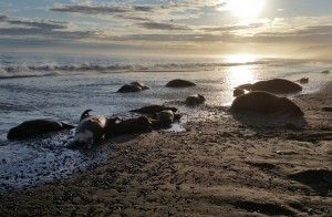 The coast near Cape Lisburne is littered with the carcasses of as many as 25 Walrus. Some are missing tusks. Image-DOJ