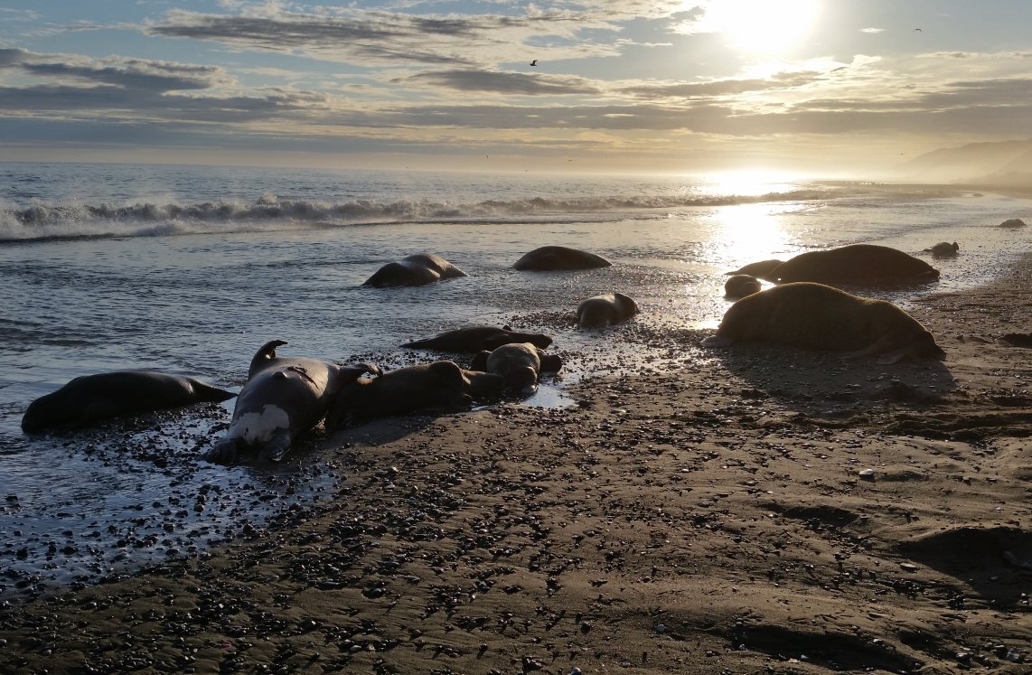 DOJ Opens Investigation into Deaths of 25 Walrus near Cape Lisburne