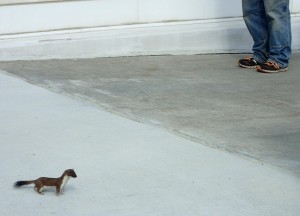 An ermine, or short tailed weasel, outside the Akasofu Building on the University of Alaska Fairbanks campus. Ned Rozell photos.