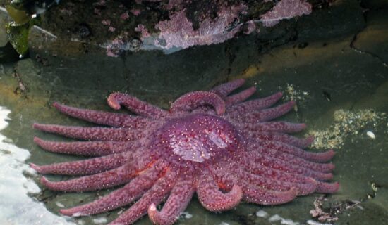 Public Hearings in Alaska on Proposal to List Sunflower Sea Stars Under the Endangered Species Act