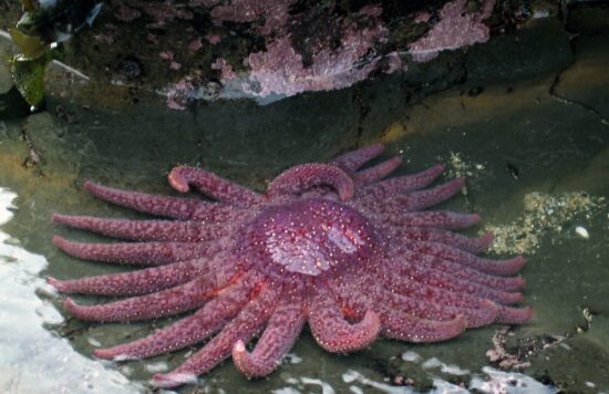 Public Hearings in Alaska on Proposal to List Sunflower Sea Stars Under the Endangered Species Act