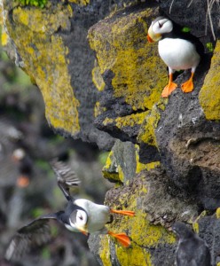 Horned puffin pair on St. Paul Island, taken during a summer camp for kids, helping them identify seabirds. (Photo by Veronica Padula/UAA)