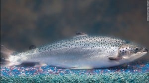 AquaBounty's genetically-modified Atlantic Salmon. Image-AquaBounty