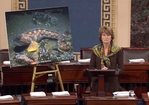 Senator Murkowski on Senate floor discussing the FDA's decision to approve AuquaBounty's application for their genetically altered Atlantic Salmon. Image-Office of Senator Murkowski