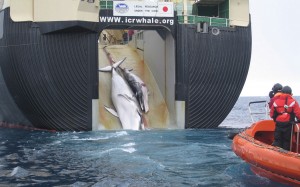 A whale and a calf being loaded aboard a factory ship, the Nisshin Maru. The sign above the slipway reads, "Legal research under the ICRW". Australia released this photo to challenge that claim. Image-Australian Customs and Border Protection Service