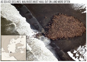 Part of a haul out of an estimated 35,000 walruses on a barrier island near Point Lay, Alaska, on September 27, 2014. (Credit: Photo by Corey Accardo/NOAA/NMFS/AFSC/NMML)