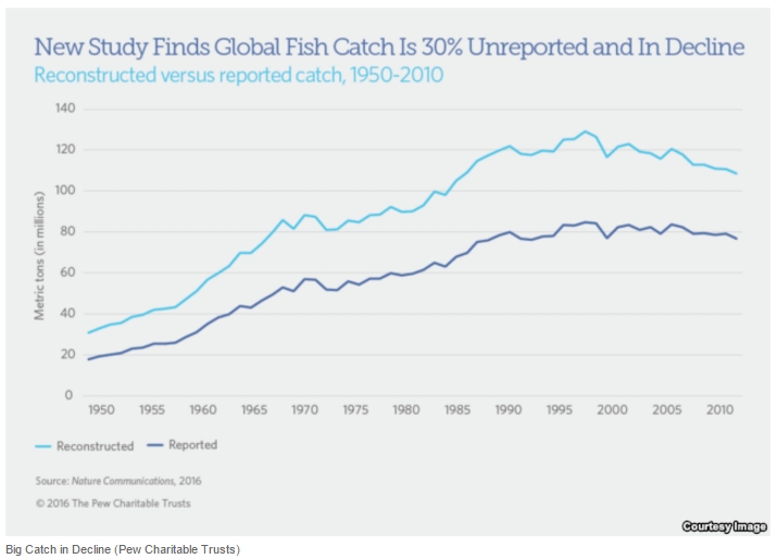 Study: Global Fish Catch Drastically Underreported