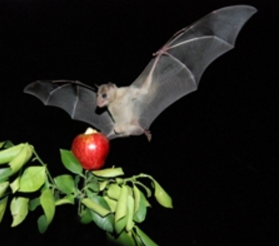 How Bats Recognize Their Own “Bat Signals”