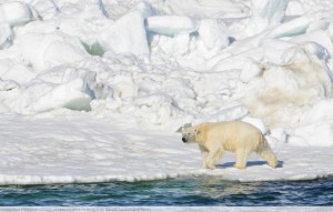 A polar bear photographed north of Alaska in 2014. Photo by Brian Battaile, US Geological Survey.