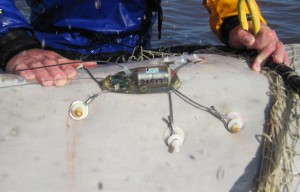 A typical beluga satellite-linked tag configuration.Leslie Pierce/North Slope Borough