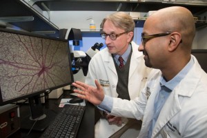 Rithwick Rajagopal, MD, PhD (foreground), and Clay F. Semenkovich, MD, view an image of a mouse retina damaged by diabetes. They found that nerve damage in the retina precedes the development of abnormal blood vessels normally blamed for vision loss in diabetic retinopathy. (Photo: Robert Boston/School of Medicine)