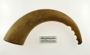A blubber pounder made of musk ox horn, one of the artifacts recovered from the S.S. Baychimo and now in the UA Museum of the North. Photo courtesy UA Museum of the North.