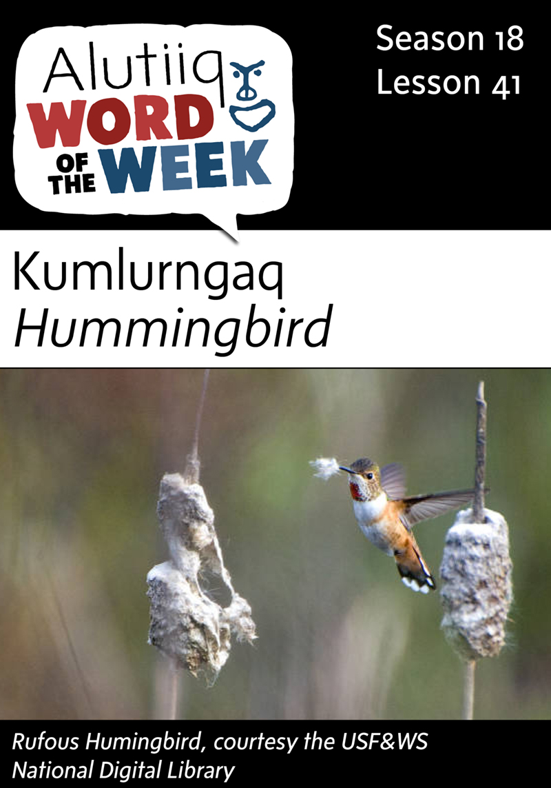 Hummingbird-Alutiiq Word of the Week-April 3rd