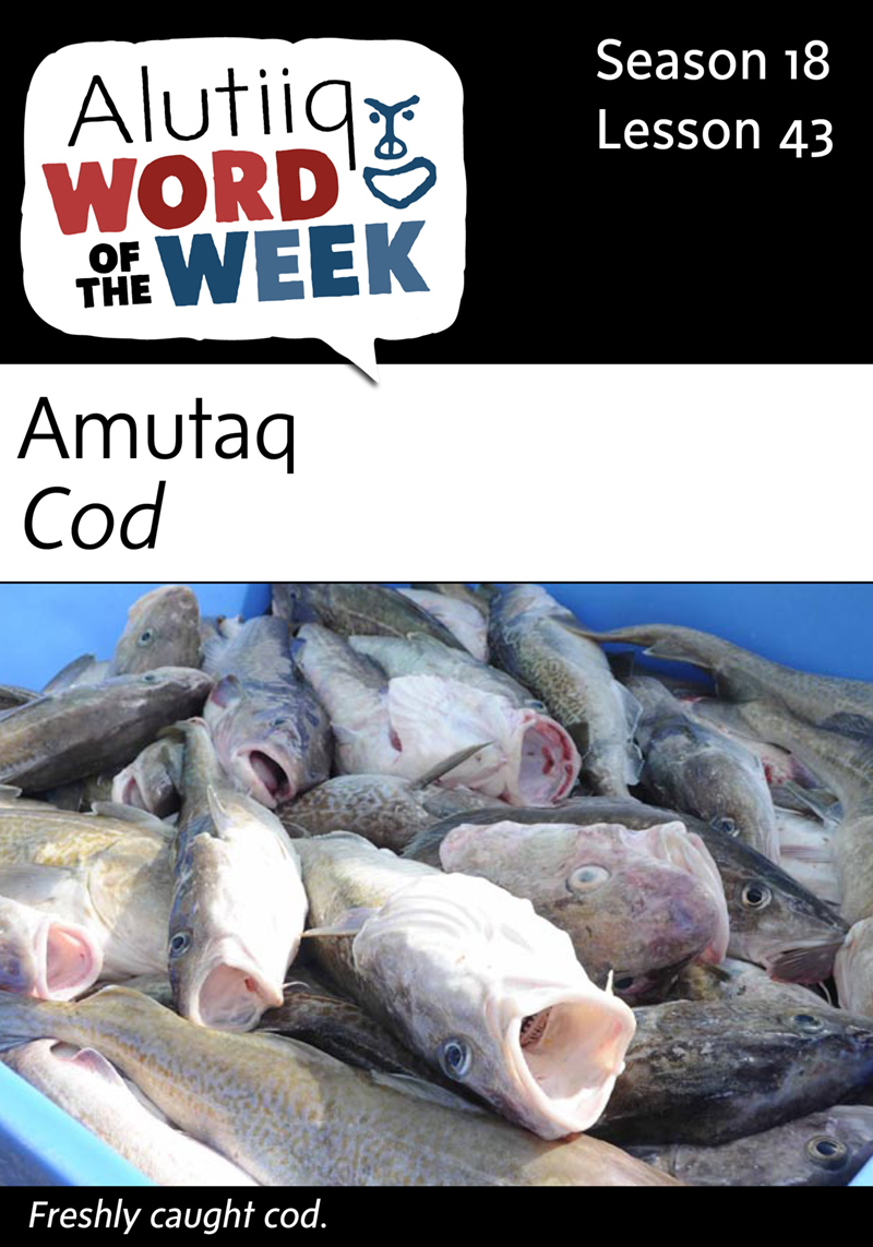 Cod-Alutiiq Word of the Week-April 17