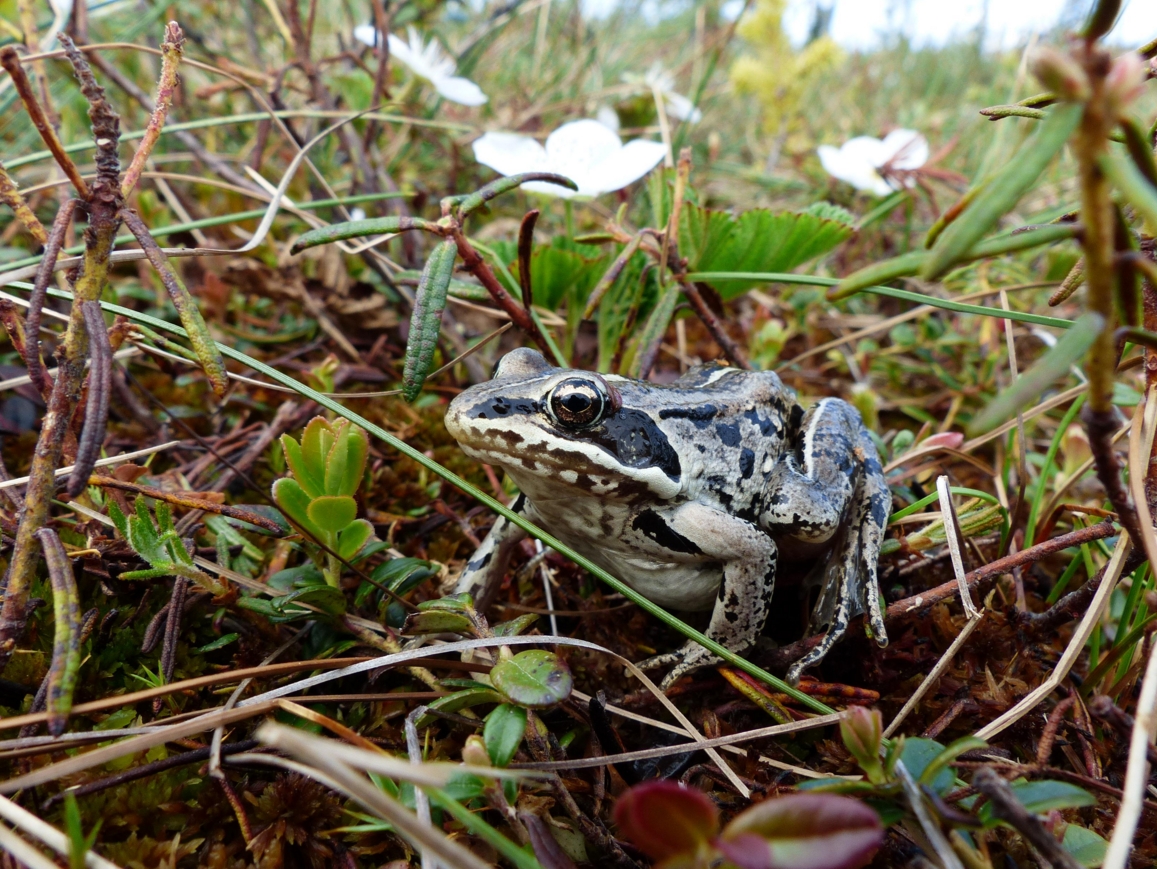 Calling Frogs Signal the Change of Season