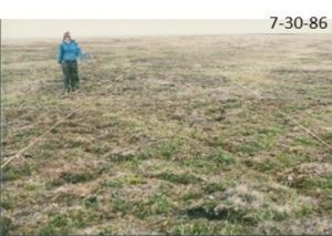 Plot of tundra in this July 30th, 1986 photo. Photo courtesy of Janet Jorgenson.