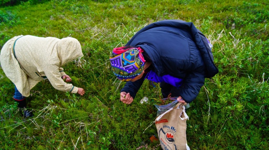 Ties to Alaska’s Wild Plants