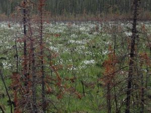 Cottongrass springs up on the site of a 2015 wildfire on Birch Creek in Interior Alaska. Photo by Ned Rozell.