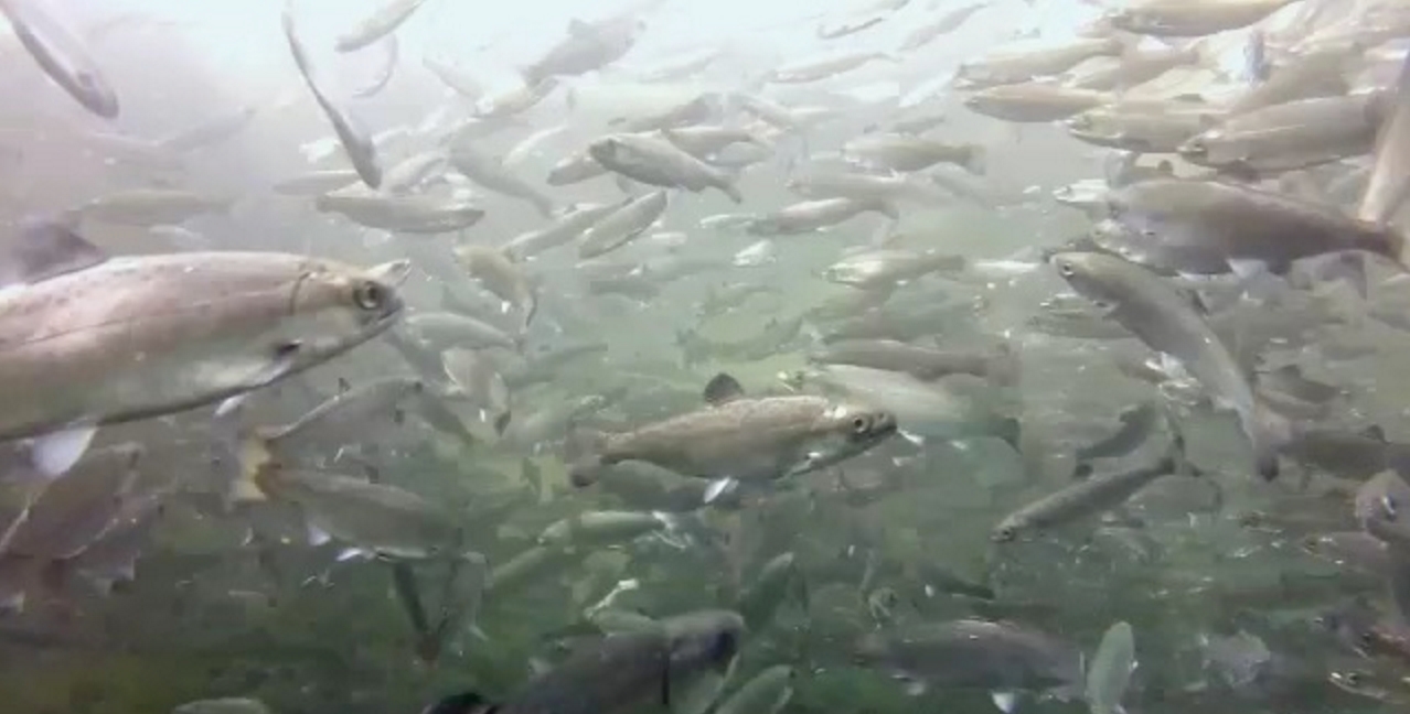 Tagging Along on an Ocean Migration: Scientists Track Salmon on First Swim to Sea